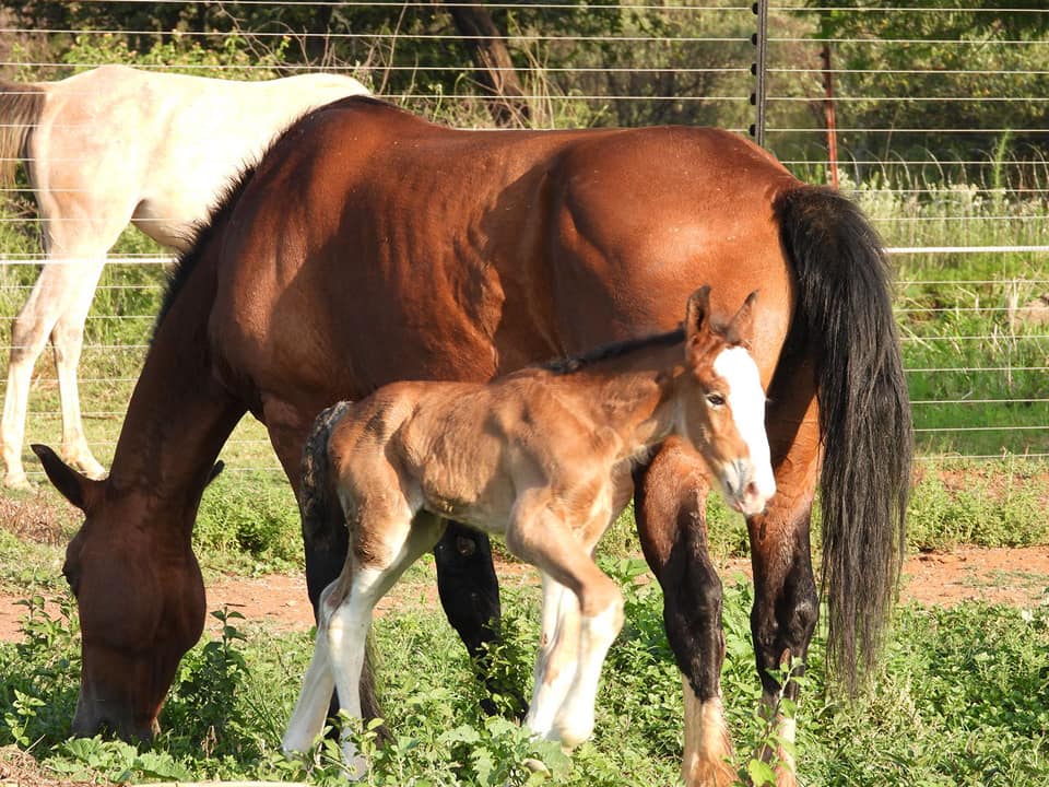 Clydesdale Colt